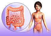 Child's large intestine anatomy, illustration