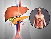 Liver and pancreas anatomy, illustration