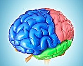 Human brain regions, illustration