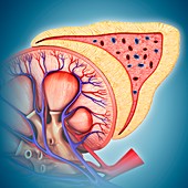 Kidney and adrenal gland anatomy, illustration