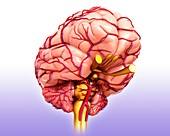 Human brain and arteries, illustration