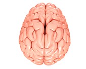 Human brain anatomy, illustration