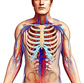 Male circulatory system, illustration