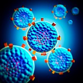 AIDS virus particle structure, illustration