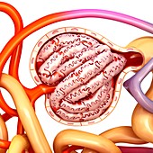 Glomerulus structure in a kidney, illustration