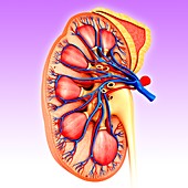 Kidney cross-section, illustration