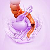 Female rectum, illustration