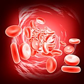 Red blood cells, illustration