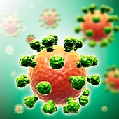 Rhinovirus virus particle, illustration