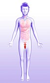 Male child's sex organs, illustration