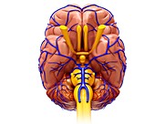 Brain veins and anatomy, illustration