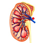 Kidney cross-section, illustration