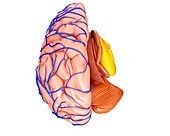 Brain veins and anatomy, illustration