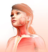 Child's neck and chest muscles, illustration
