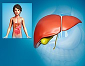 Child's liver anatomy, illustration