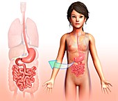 Child's stomach and small intestines, illustration