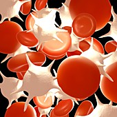 Red and white blood cells, illustration