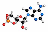 Cyclic adenosine monophosphate molecule