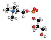 Alpha-GPC molecule