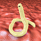 Ancylostoma hookworm, illustration