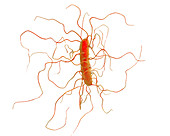 Clostridium difficile, illustration