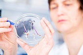 Scientist examining plants in a petri dish