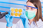 Scientist wearing mask examining samples