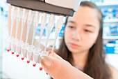 Chemistry student using multi pipette