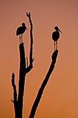 Silhouette of two storks