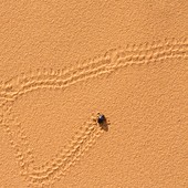 Beetle on a sand dune