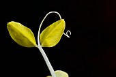 Yellow pea shoots on a black background