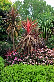 Tropical garden with exotic plants and flowers