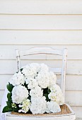 weiße Hortensien auf altem Stuhl vor einer Bretterwand