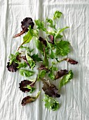 Verschiedene junge Salatblätter (Draufsicht)