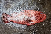 Red scorpion fish with salt