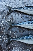 Drei frische Makrelen auf grauem Untergrund