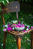 Rosenblüten für Marmelade auf Stuhl im Garten