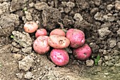 Young red potatoes on the ground