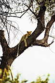 Leopard im Okavango-Delta, Botswana, Afrika