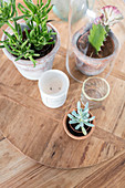 Succulents and cacti on wooden board seen from above