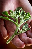 Fresh sage on a person's palm