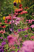Wiesenblumen wie Geranium, Veronica ‘Eveline’, Filipendula und Achillea