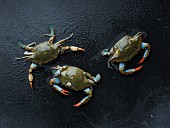Maryland blue crabs