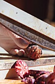Cutting arolla pine cones with a paper guillotine