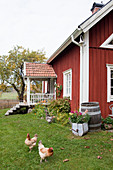 Hens on lawn in autumnal garden of Falu-red Swedish house