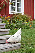 Weißes Huhn auf der Treppe vor dem roten Holzhaus mit Blumenbeet