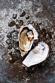 Open Oyster heart shape on ice with spicy sauce on metal background