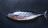 Raw fresh whole tuna fish over dark wet metal background