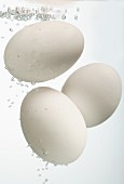 White eggs in water