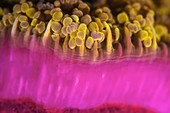 Euphyllia hard coral fluorescing at night